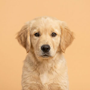 Golden Retriever Puppy (Male)