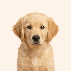 Golden Retriever Puppy (Female)