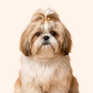 Shih Tzu Puppy (Female)