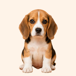 Beagle Puppy (Female)