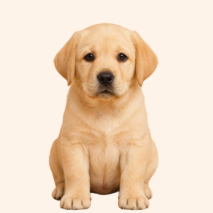 Labrador Retriever Puppy (Female)