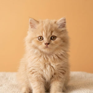 Persian Cat (Male)