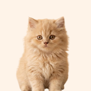 Persian Cat (Female)