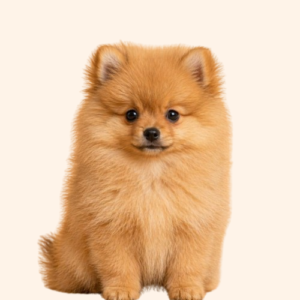 Pomeranian Puppy (Female)
