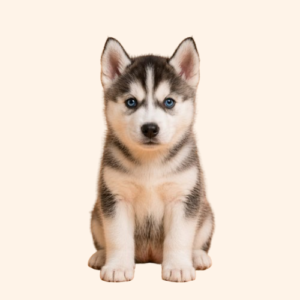 Husky Puppy (Female)